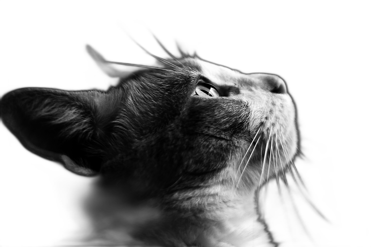 Cat looking up