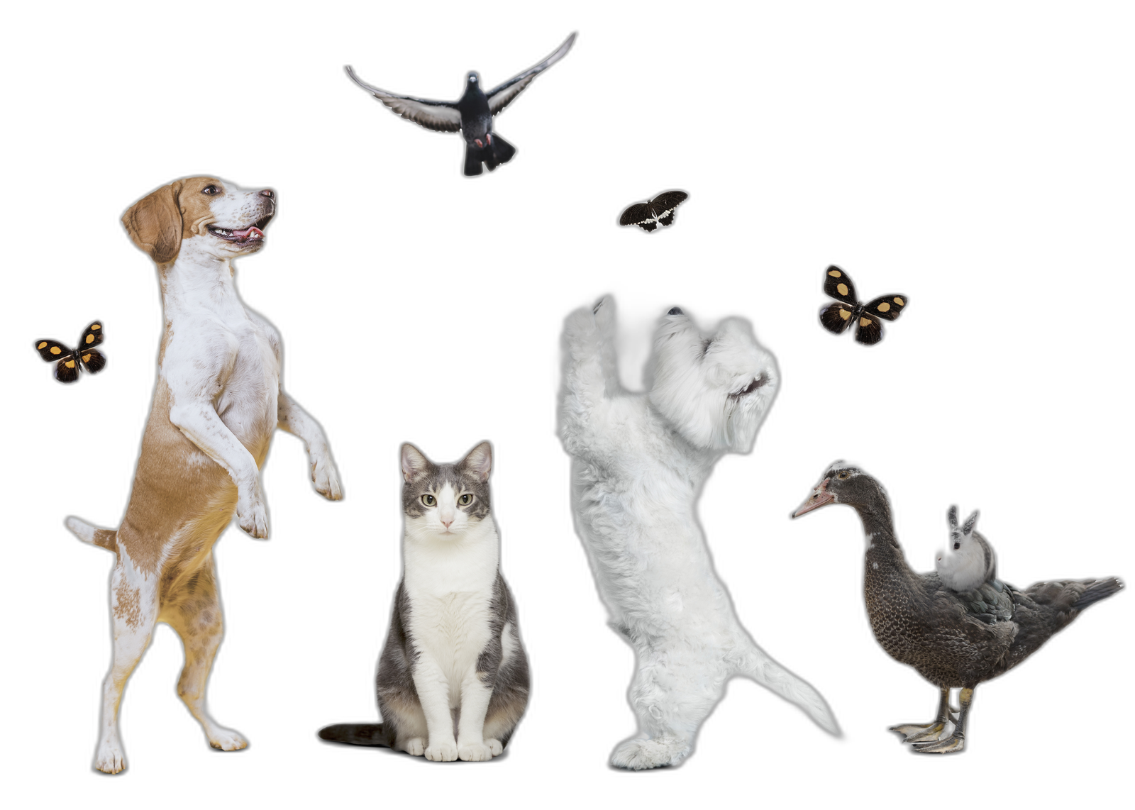 Our beloved pets